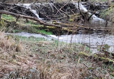 Trail Walking La Roche-en-Ardenne - buisson - Photo