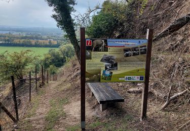 Excursión Senderismo Bassenge - Eben - Emael _ Marche Privée _ IDEE RANDO _ 232 - Automne2021 - Photo