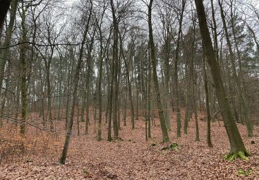 Percorso A piedi Spreenhagen - Um den Stahlberg - Photo