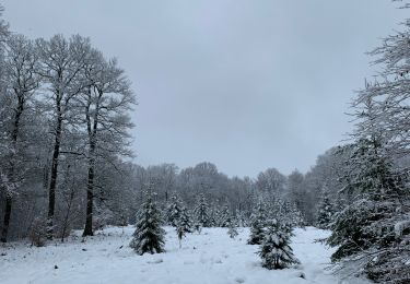 Tocht Stappen Martelange - 1/1/2020 - Photo