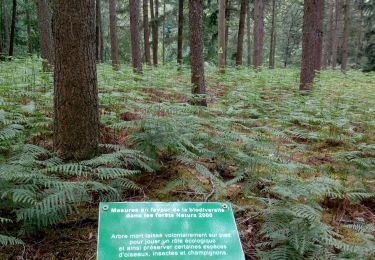 Trail Walking Court-Saint-Étienne - vers Chevelipont - Photo