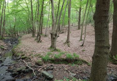 Tocht Stappen Seraing - Dans les bois de Seraing - Photo