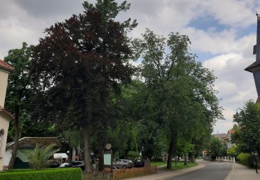 Tocht Te voet Ilmenau - Bob- und Rodelweg - Photo