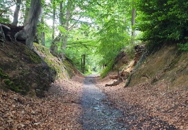 Trail Walking Wavre - Bois² de l'Avocat & du Manil - Photo