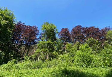 Tour Wandern Oud-Heverlee - Sint-Joris-Weert (Forêt de Meerdaal) - Photo