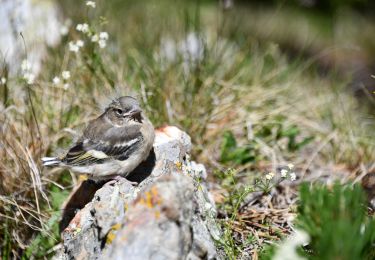 Trail Walking Les Angles - Lacs des camporells par les Bouillouses - Photo