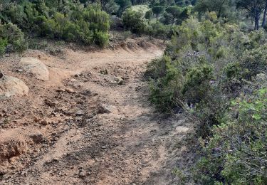 Tocht Stappen Vidauban - Vidauban- la Savoie - le grand Peyloubier - Photo