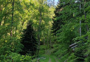 Tocht Mountainbike Fréland - Fréland - Kaysersberg - Photo