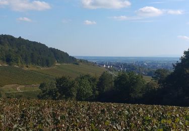 Tocht Stappen Meursault - autour de MEURSAULT - Photo