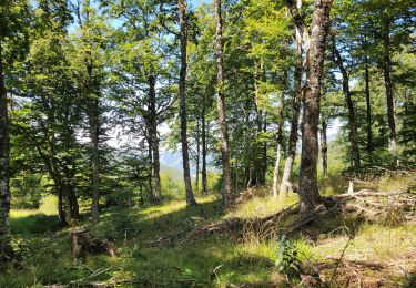 Trail Walking Laveissière - Lioran 2023-08-17 Col de Gliziou Retour par Rombière - Photo