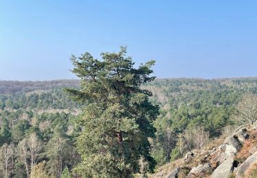 Trail Walking Fontainebleau - Boucle Barbizon vers le désert  - Photo