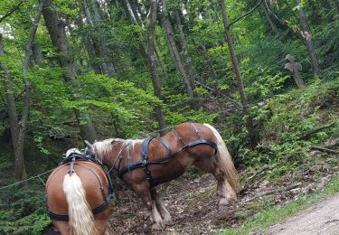 Percorso Carrozza Gueberschwihr - lundi Pentecôte 1 - Photo