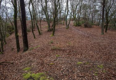 Percorso A piedi Neukirchen bei Sulzbach-Rosenberg - Rundwanderweg No.2 Neukirchen - Photo