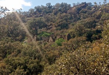 Trail Walking Bormes-les-Mimosas - babaou René  - Photo