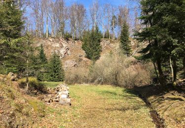 Trail On foot  - Steinberg Rundweg - Photo