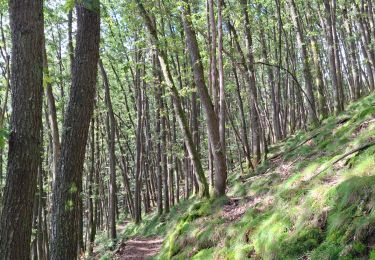 Trail Walking Martelange - Martelange, Bois d’Anlier, Passerelle des oiseaux - Photo