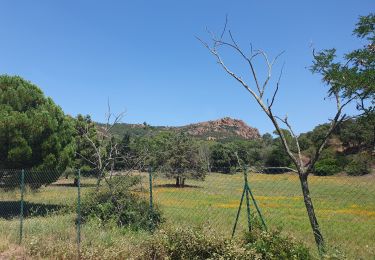 Trail Walking Saint-Raphaël - Pic du  Perthus occidental - Photo