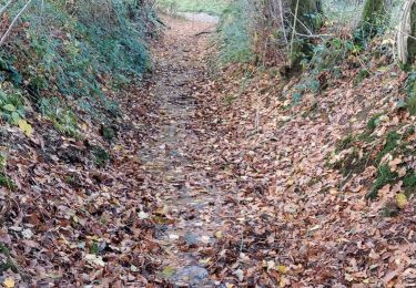 Trail Walking Vresse-sur-Semois - Laforet 241122 - Photo