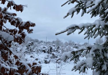 Trail Walking Bertogne - Promenade dans la neige - Photo