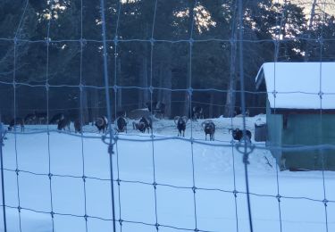 Randonnée Raquettes à neige Les Angles - Les  Angles - Photo