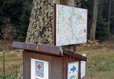 Trail On foot Bischofsmais - Bischofsmais Nr. 17 (Zur Loderhart) - Photo
