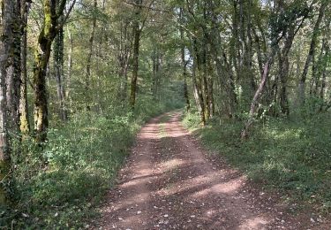 Trail Walking Noroy-le-Bourg - La Croix mercier  - Photo
