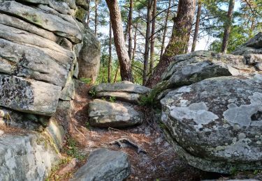 Trail Walking Fontainebleau - Fontainebleau sentier Denecourt 10 - Photo