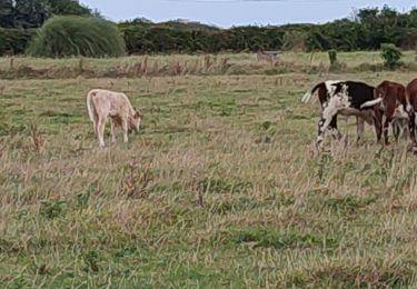 Randonnée Marche Saint-Martin-de-Varreville - laflegme - Photo