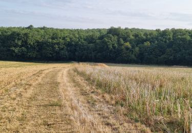 Tocht Stappen Renay - Renay - Champs Bois Chapelle Eglise - Photo