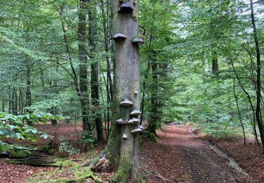 Tour Wandern Tenneville - Laneuville  - Photo