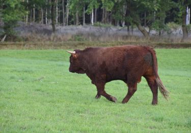 Tocht Stappen Theux - 20221001 - Jehanster 5.3 Km - Photo