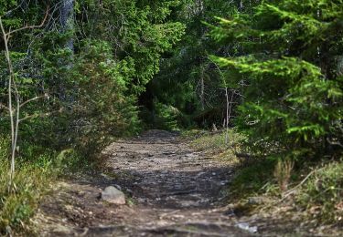Trail On foot  - Fornborgsslingan - Photo