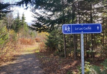 Trail Walking Lac-Matapédia - Balade du Lac caché - Photo