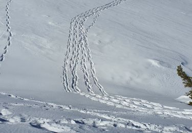 Randonnée Raquettes à neige Gréolières - GREOLIERES - Photo