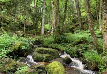 Tour Wandern Liézey - Trou de l’enfer depuis Liézey  - Photo