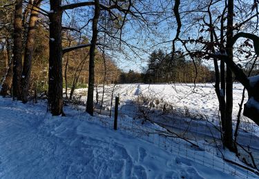 Tocht Te voet Ermelo - Leuvenumse bos (blauwe route) - Photo