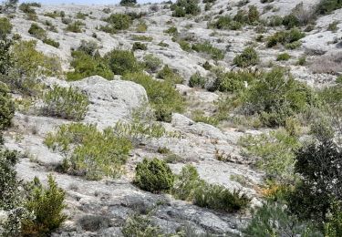 Trail Walking Cabrières-d'Avignon - CABRIERE les Avignon - Photo