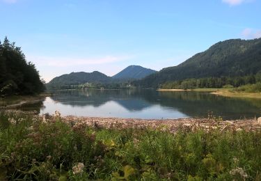 Percorso A piedi Faistenau - Rundwanderweg Hintersee - Photo