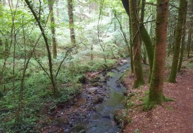 Trail Walking Elven - PR_56_Elven_AA_01_Circuit1b_Bois-Et-Cours-D'Eau_20210707 - Photo