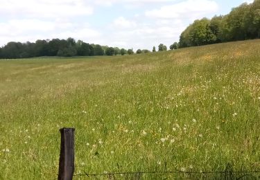 Tocht Stappen Hamoir - Hamoir - Croix du curé - Sy - Lassus - Hamoir - Photo