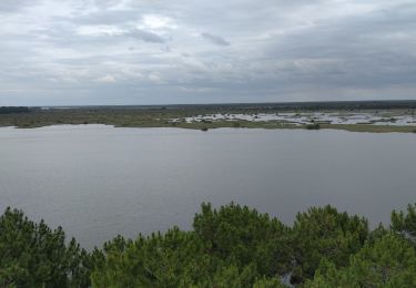 Tour Wandern Lacanau - Balade Réserve de l'étang de Cousseau - Photo