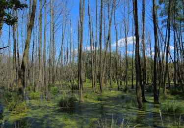 Tocht Te voet Spreewaldheide - Wanderweg Wildnispfad - Photo