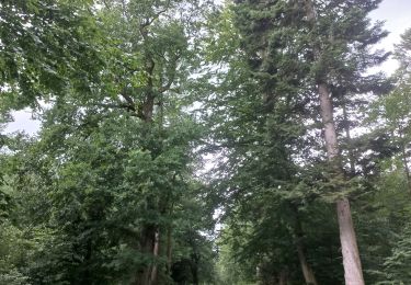 Trail Running Geestland - rondje bos en meer - Photo