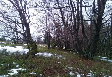 Trail On foot Winterberg - Heilklimatour 1 - Wald genießen - Photo