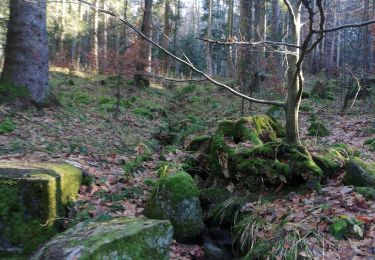 Tocht Stappen Le Hohwald - Le Hohwald - Photo