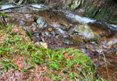 Tour Wandern Malmedy - Trône maret  - Photo