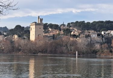 Tour Wandern Avignon - ile de la Barthelasse - Photo