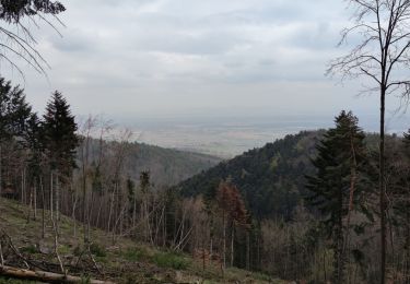 Tour Mountainbike Urbach bei Kaysersberg - Fréland - Hunawihr - Photo