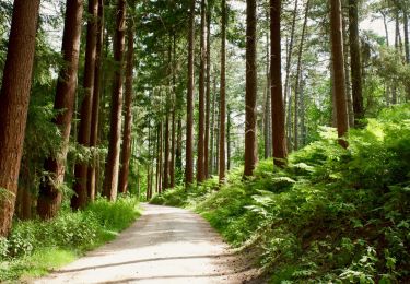 Randonnée Marche Tervueren - Tervuren 2 - parcours arboretum - Photo