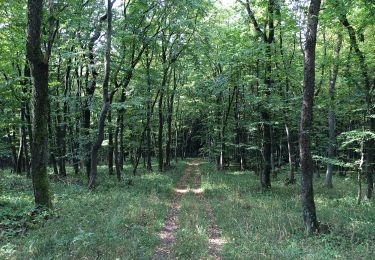 Tour Zu Fuß Meinhard - RW 6 Silberklippe - Photo